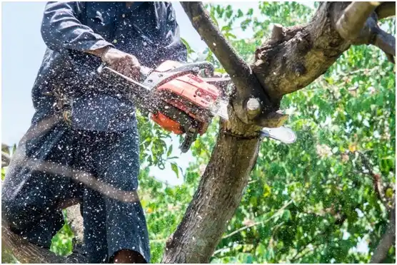 tree services Broken Arrow